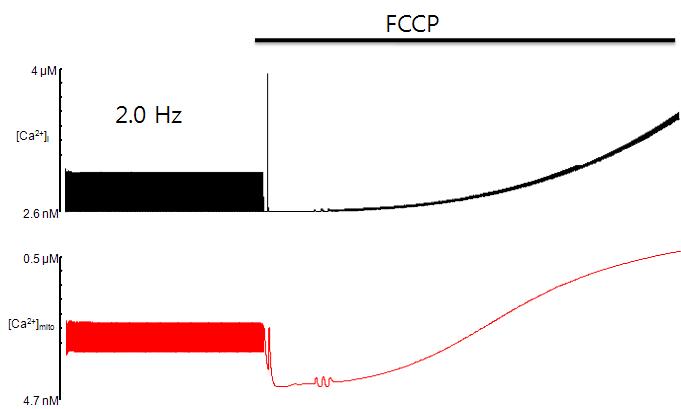 미토콘드리아 모델의 FCCP 반응. FCCP에 의해 Ca2+이 일시 작아지다가 결국 올라가며 이때 Ca2+ transient는 사라짐.