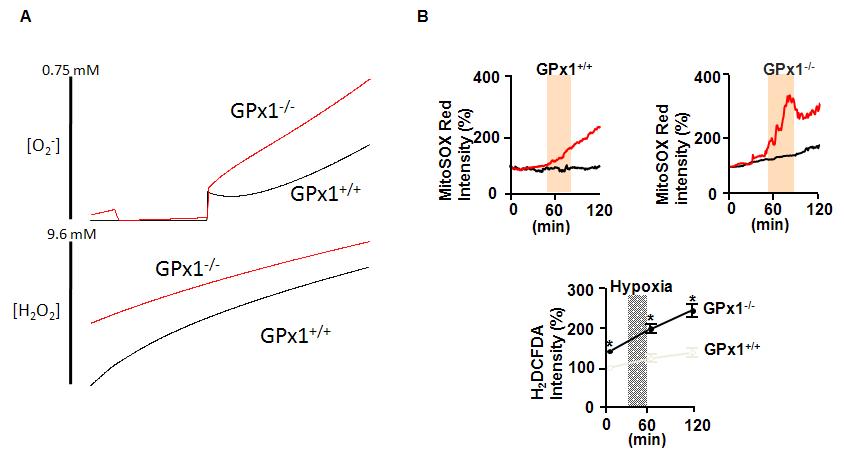 GPx+/+과 GPx1-/- 쥐의 hypoxia/reperfusion에 의한 미토콘드리아 활성산소종의 변화: (A) 모델링에 의한 결과 (B) 실험 결과