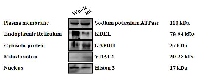 세포내 지표 단백질을 이용한 미토콘드리아 순수 분리 확인. 각각의 소기관에 해당하는 표지 단백질을 웨스턴 블롯 기법으로 확인. 세포질막, 소포체, 세포질, 미토콘드리아, 세포핵