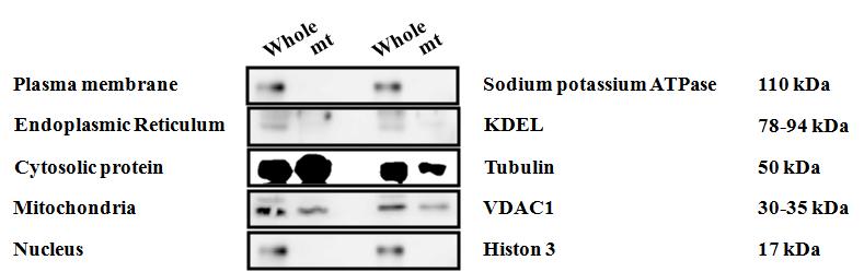 세포내 지표 단백질을 이용한 미토콘드리아 순수 분리 확인. 기존의 방법에서 750 × g로 3회 반복 하였을 때 세포핵이 오염되는 것을 막을 수 있음.