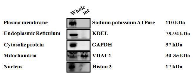세포내 지표 단백질을 이용한 미토콘드리아 순수 분리 확인. 각각의 소기관에 해당하는 표지 단백질을 웨스턴 블롯 기법으로 확인. 세포질막, 소포체, 세포질, 미토콘드리아, 세포핵. 세포질의 표지 단백질인 GAPDH가 조직 전체에서는 검출되지만 미토콘드리아 분리 후 검출되지 않음.