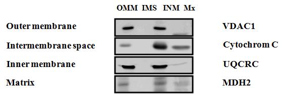 미토콘드리아의 막단백질 분획. 웨스턴 블롯 기법으로 각각의 표지 단백질을 검출함. Outer membrane; OM, Intermembrane space; IMS, inner membrane; INM, Matrix; Mx. UQCRC; ubiquinol-cytochrome c reductase core protein, MDH2; malate dehydrogenase type 2