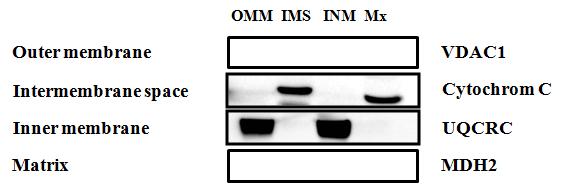 미토콘드리아의 막단백질 분획. 웨스턴 블롯 기법으로 각각의 표지 단백질을 검출함.