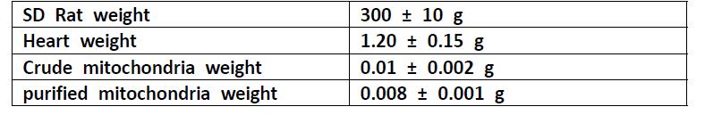 SD rat 1마리의 심장으로부터 분리되는 미토콘드리아의 양