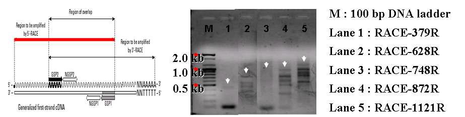 포지션별 universal primers를 이용한 5'-RACE PCR 결과