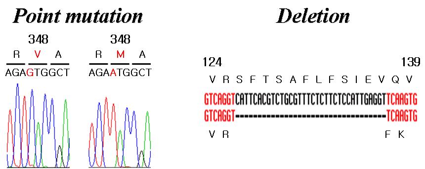 Characterization of Kir 6.1 (candidate for mitoKATP) analogues