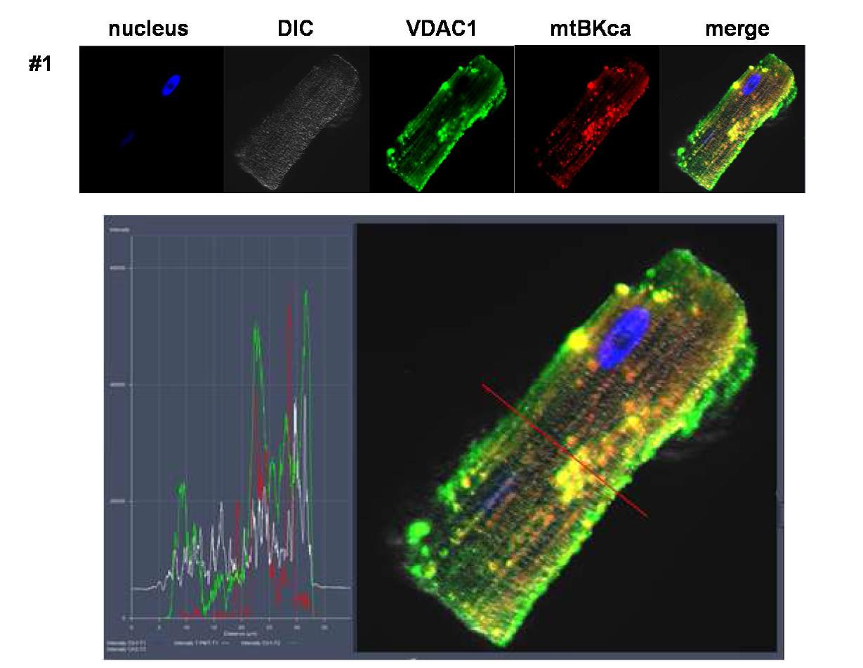 알려진 미토콘드리아 channel 인 VDAC1 과 mBKCa와의 colocalization 연구 결과. 녹색; VDAC1, 적색; BKca의 형광 신호가 높은 colocalization rate를 보임