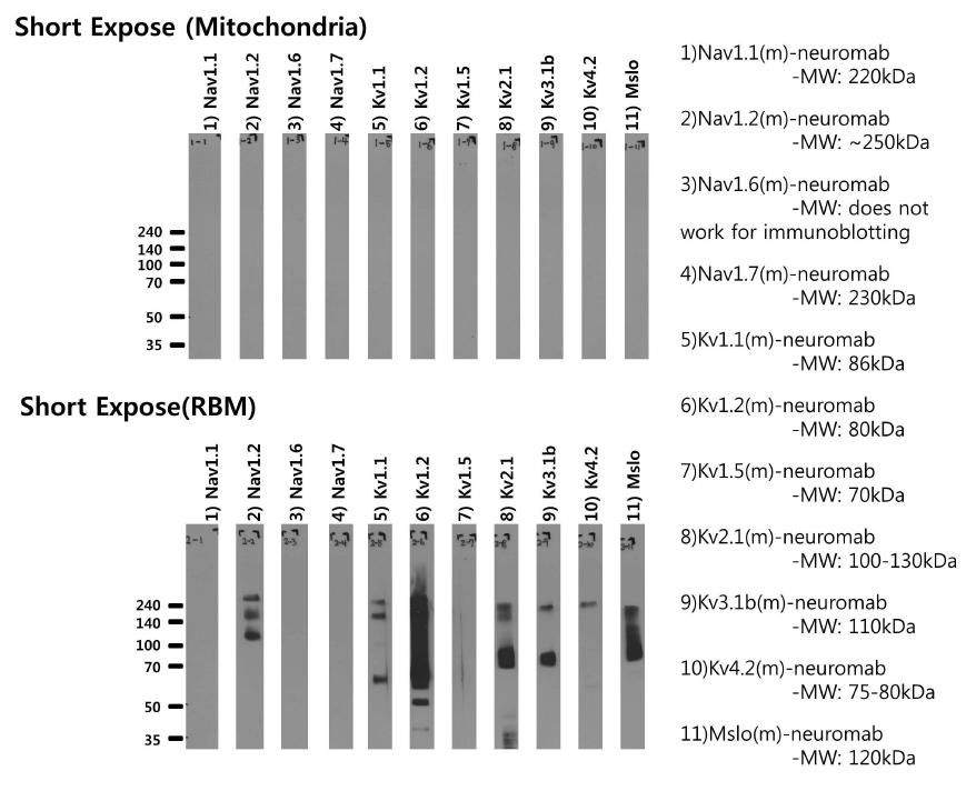 짧은시간 노출하였을때의 미토콘드리아 내막 이온통로 단백질의 발현 확인-전압의존적인 나트륨과 칼륨 이온통로의 단백질들이 미토콘드리아에서 검출되지 않음