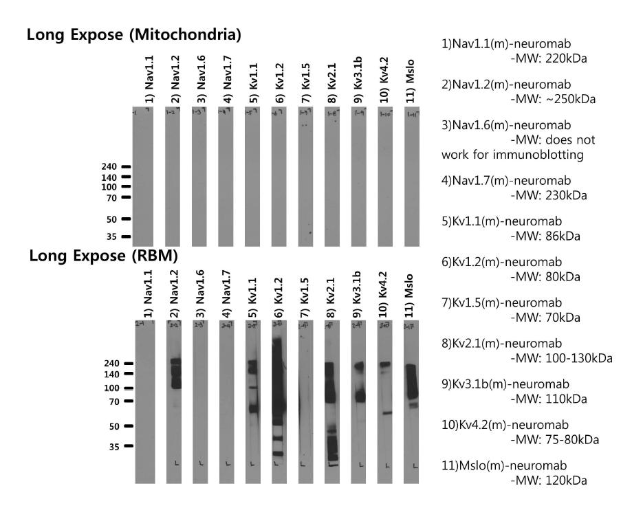 장시간 노출하였을때의 미토콘드리아 내막 이온통로 단백질의 발현 확인-전압의존적인 나트륨과 칼륨 이온통로의 단백질들이 미토콘드리아에서 검출되지 않음