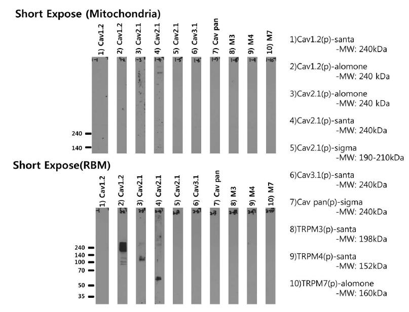 짧은시간 노출하였을때의 미토콘드리아 내막 이온통로 단백질의 발현 확인- 전압의존적인 칼슘과 TRP 이온 통로의 단백질들이 미토콘드리아에서 검출되지 않음. Cav2.1 이 검출되었지만, 원래 분자량과 차이가 있음,
