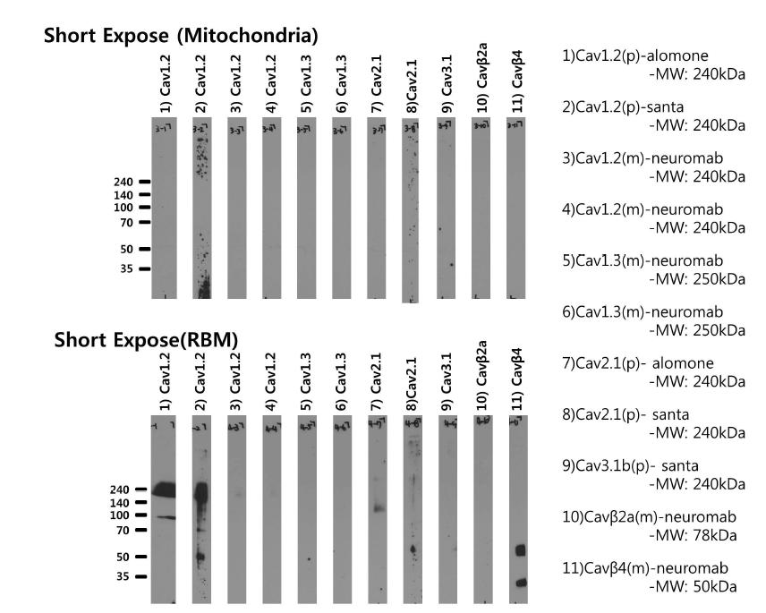 짧은시간 노출하였을때의 미토콘드리아 내막 이온통로 단백질의 발현 확인-전압의존적인 칼슘이온통로의 단백질들이 미토콘드리아에서 검출되지 않음.