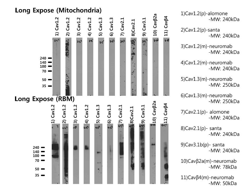장시간 노출하였을때의 미토콘드리아 내막 이온통로 단백질의 발현 확인-전압의존적인 칼슘 이온통로의 단백질들이 미토콘드리아에서 검출되지 않음.