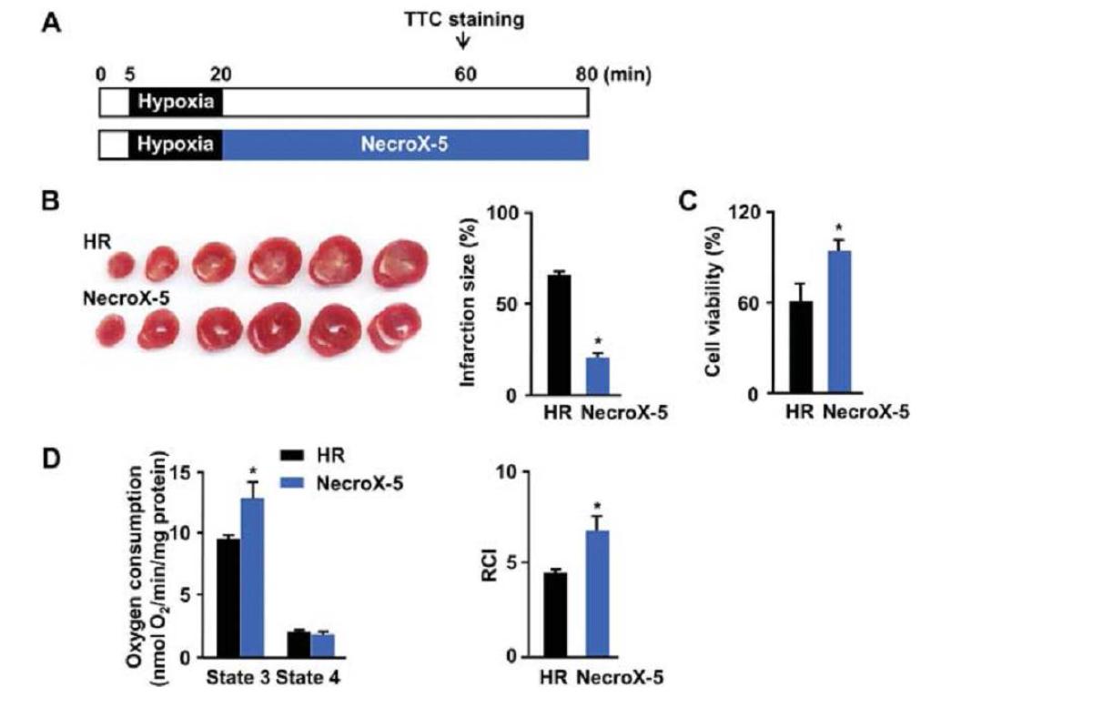 네크로X-5 처치시의 심장 손상 억제 및 미토콘드리아 기능 유지 효과 검증