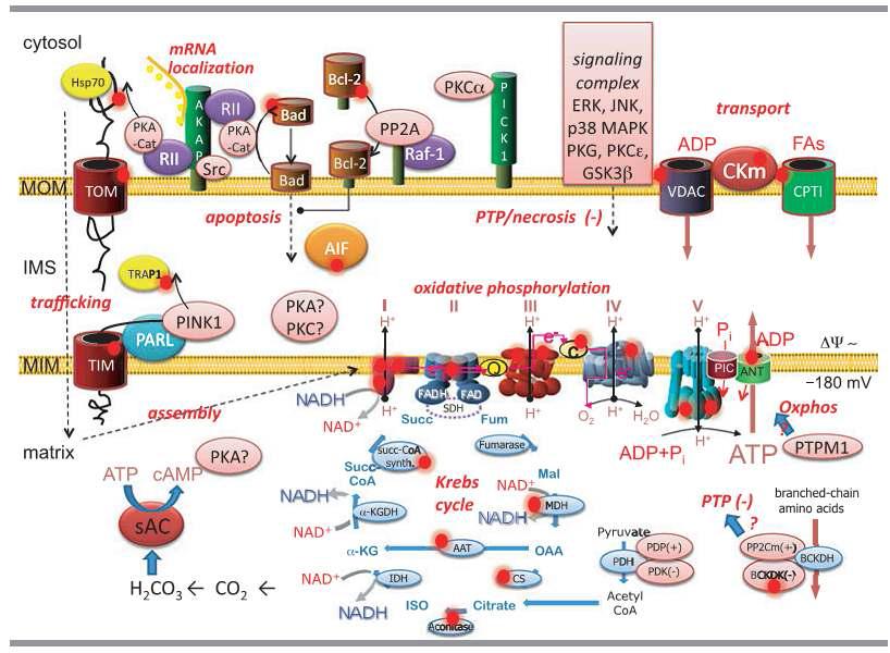 다양한 미토콘드리아 단백질의 인산화. 붉은색 점은 미토콘드리아 단백질중 인산화가 되는 단백질로 밝혀짐.
