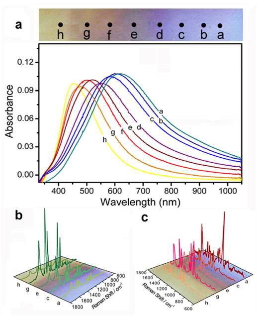 (a) 은 나노입자 어셈블리 기판에서의 색 변화 및 각 지점에서의 자외선-가시광선 스펙트럼 데이터. 은 나노입자 어셈블리 기판의 위치에 따른 4-aminobenzenethiol 검출분자의 SERS 신호 : (b) 514.5 nm 레이저 사용, (c) 632.8 nm 레이저 사용.