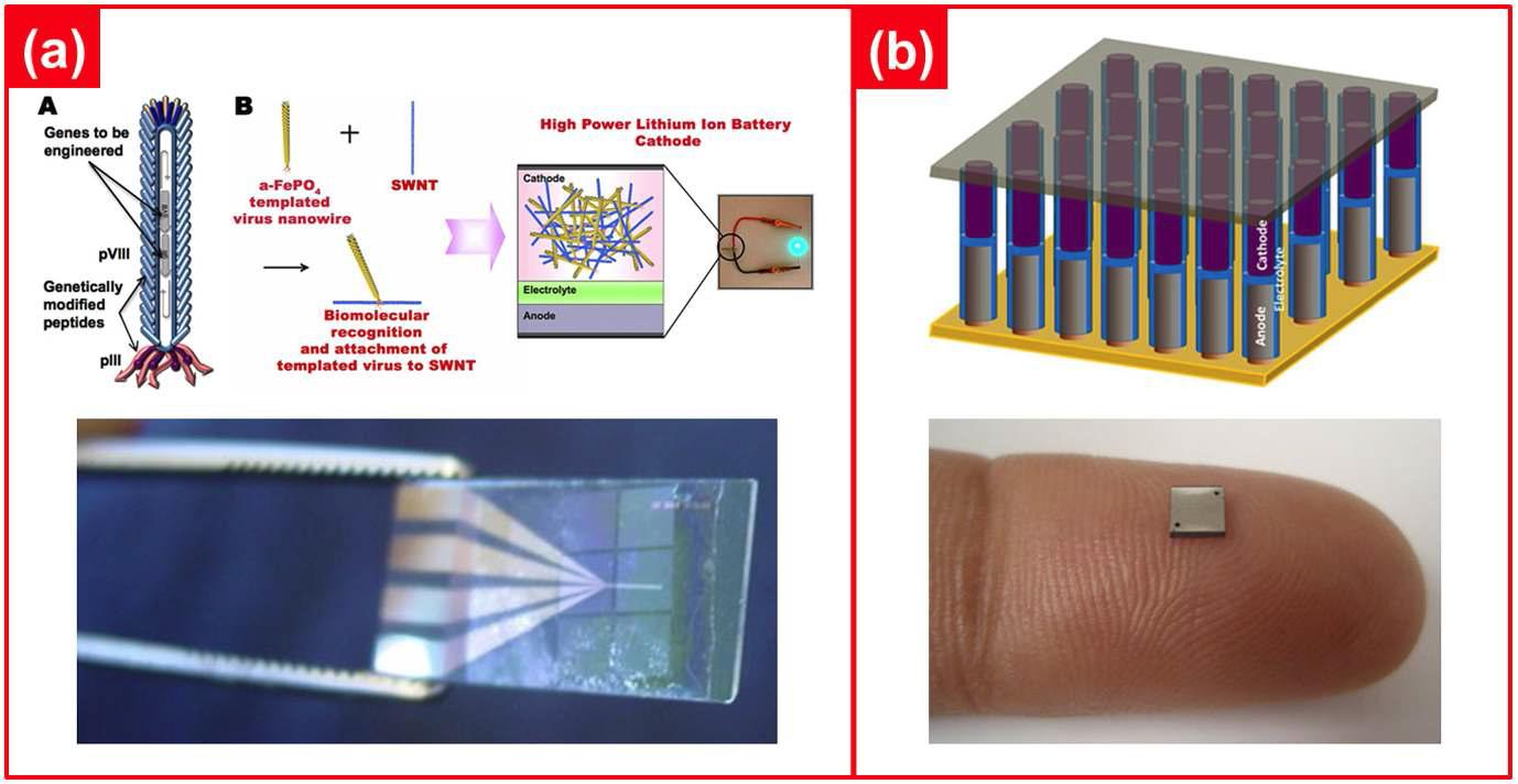 초소형 장치로의 응용 연구 사례 ; (a) 바이러스를 이용한 초소형 전지가 포함된 이식 가능한 메디컬 센서 (MIT), (b) 세계에서 가장 작은 전지