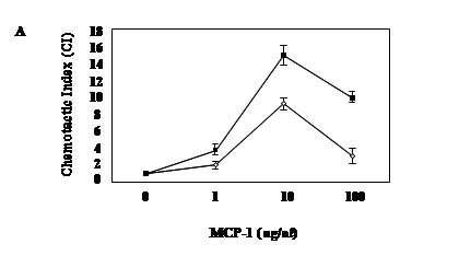 LZIP에 의해 THP-1 세포에서 MCP-1에 의한 세포 유주성 (chemotactic Index)이 증가함을 보여주는 결과