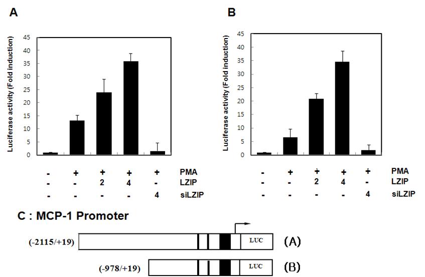 MCP-1 promoter의 활성이 LZIP에 의해 증가함을 보여주는 결과.