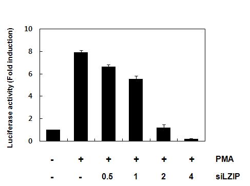 PMA에 의한 MCP-1의 promoter(-2115/+19)활성이 siRNA-LZIP에 의해 저해됨을 보여주는 결과