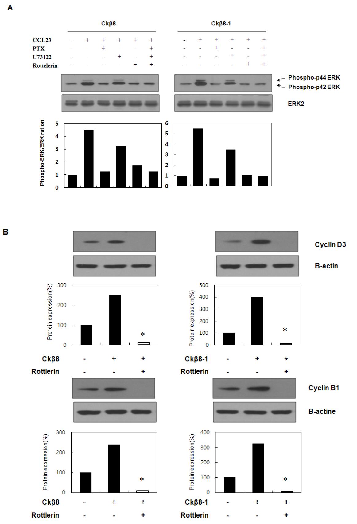 Gi/Go protein, PLC, PKCδ, Cyclin이 CK-β8과 CK-β8-1에 의한 세포증식 신호전달에 관여한다는 결과.