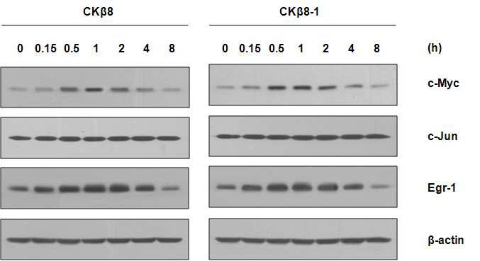 CK-β8과 CK-β8-1이 immediate early respinse의 발현을 조절한다는 결과.