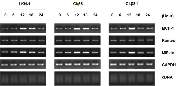 CK-β8과 CK-β8-1이 MCP-1과 MIP-1α의 발현을 유도한다는 결과.