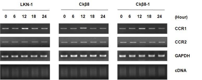 CK-β8과 CK-β8-1이 케모카인 수용체 CCR1의 발현을 유도한다는 결과.