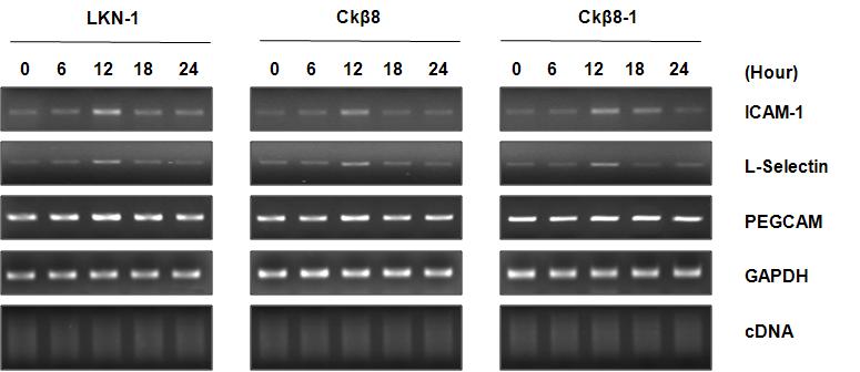 CK-β8과 CK-β8-1이 adhesion molecule I-CAM-1과 L-Selectin의 발현을 유도한다는 결과.