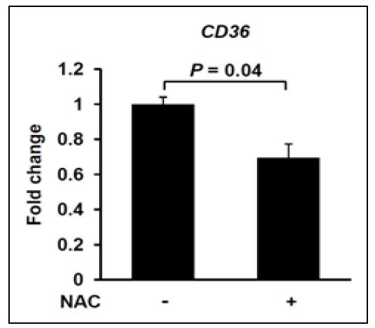 NAC이 CD36의 발현을 감소시킨다는 결과.