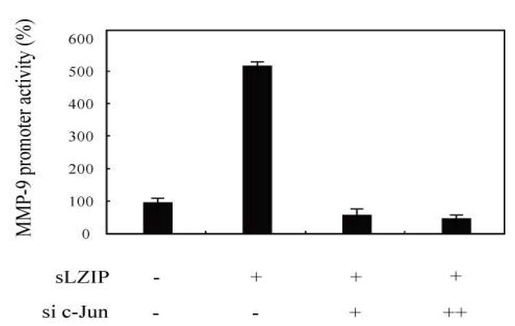 sZIP 과발현량에 따라 증가한 MMP-9 전사활성도가 c-Jun의 발현 억제시 감소함을 보여주는 결과.