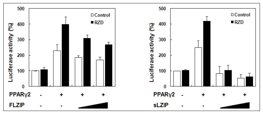 LZIP과 sLZIP에 의해 PPAR-γ 리간드인 Rosiglitazone에 의한 PPAR-γ의 전사활성이 억제된다는 결과.