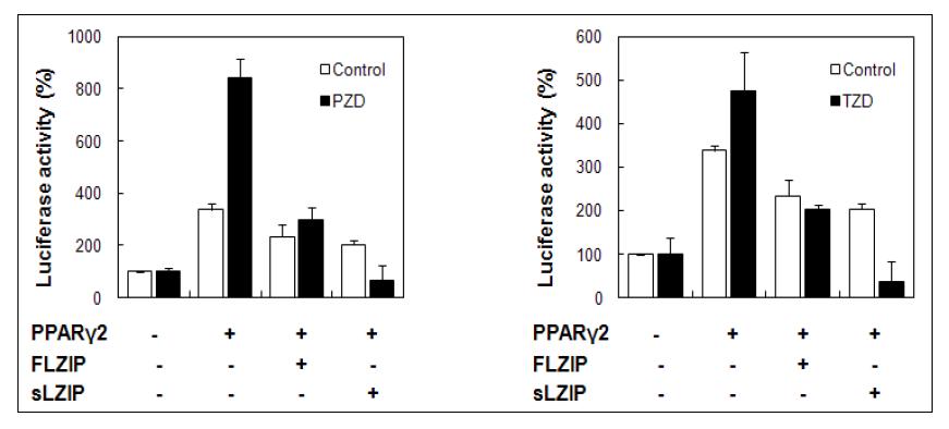 PPAR-γ의 다른 리간드인 Pioglitazone과 Troglitazone 의존적으로 LZIP과 sLZIP 의해 PPAR-γ 리간드인 Rosiglitazone에 의한 PPAR-γ의 전사활성이 억제된다는 결과.