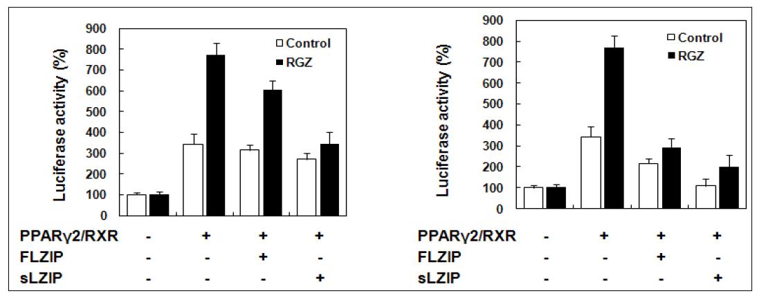 PPAR-γ와 RXR을 coexpression하여 전사활성을 조사한 결과, LZIP과 sLZIP에 의해 PPAR-γ 전사활성이 억제된다는 결과.