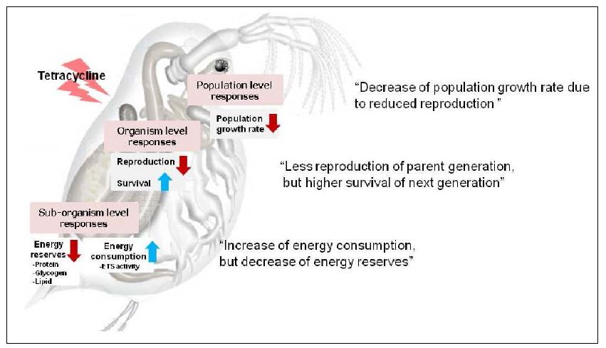 The effect of antibiotic compound (tetracycline) on different level of