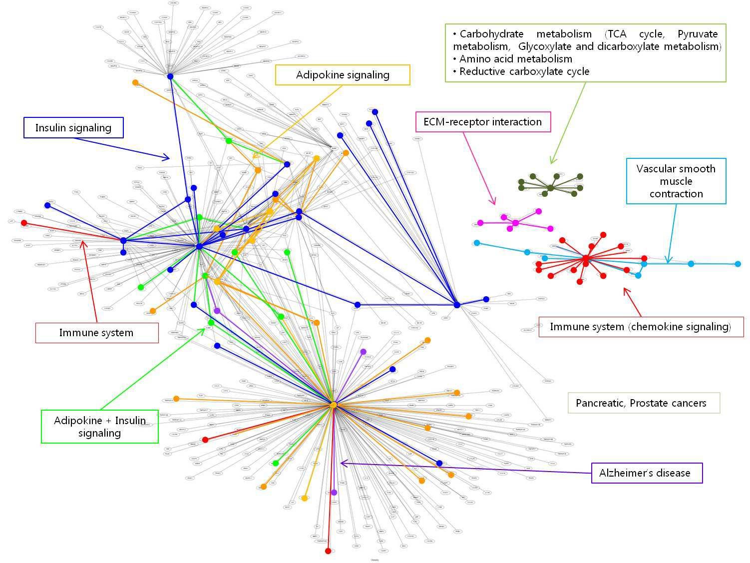 암, 대사성 질환 및 관련 질환 단백질 상호 작용 네트워크 구성 및 분석