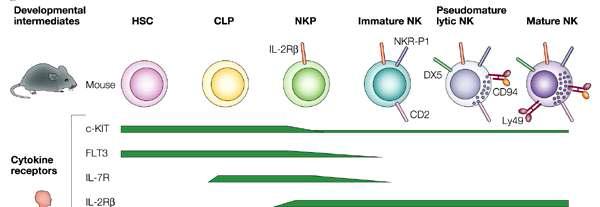 조혈줄기세포로부터 NK 분화 단계