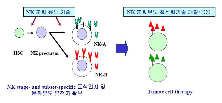 NK 세포의 분화유도기술 개발