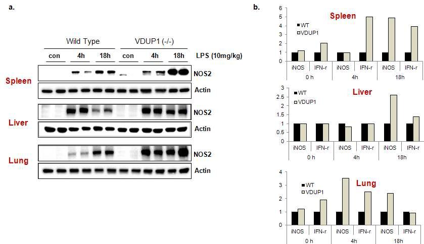 Expression of mouse iNOS protein (Western blot) and iNOS mRNA (RT-PCR) in spleen, liver and lung of VDUP1+/+ mice or VDUP1-/- mice in the presence of LPS (10 mg/kg in I.P)