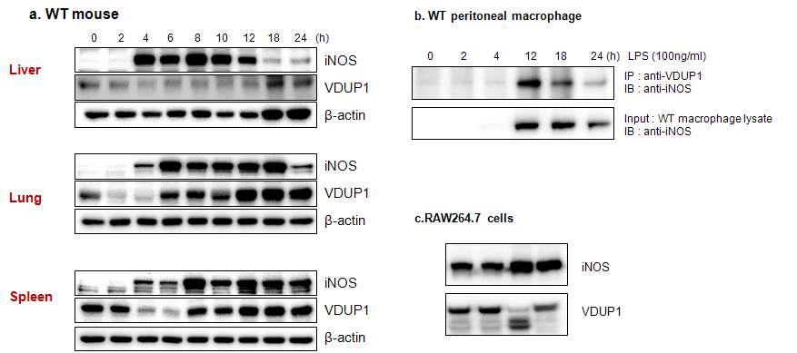 a. Expressive patterns of VDUP1 and iNOS after LPS treatment; b. VDUP1 binds to the iNOS; c. VDUP1 is suppressed in response by iNOS.