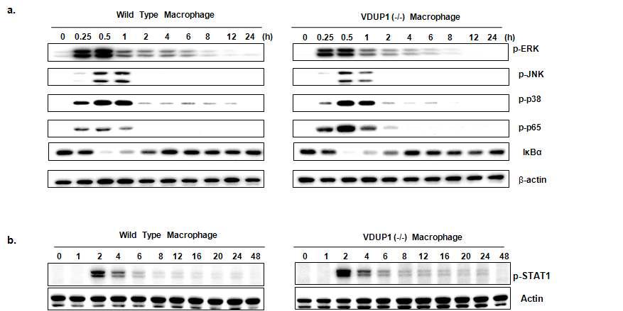 LPS-induced alterations in IκB-α levels and phosphorylation of MAPKs and STAT1 in VDUP1+/+ mice and VDUP1-/- macrophages