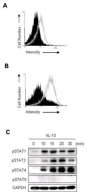 NK세포에서 IL-10수용체의 발현과 STAT의 인산화