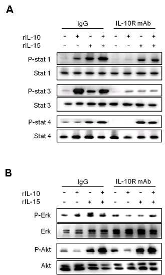 NK세포에서 IL-10과 IL-15의 단백질 인산화