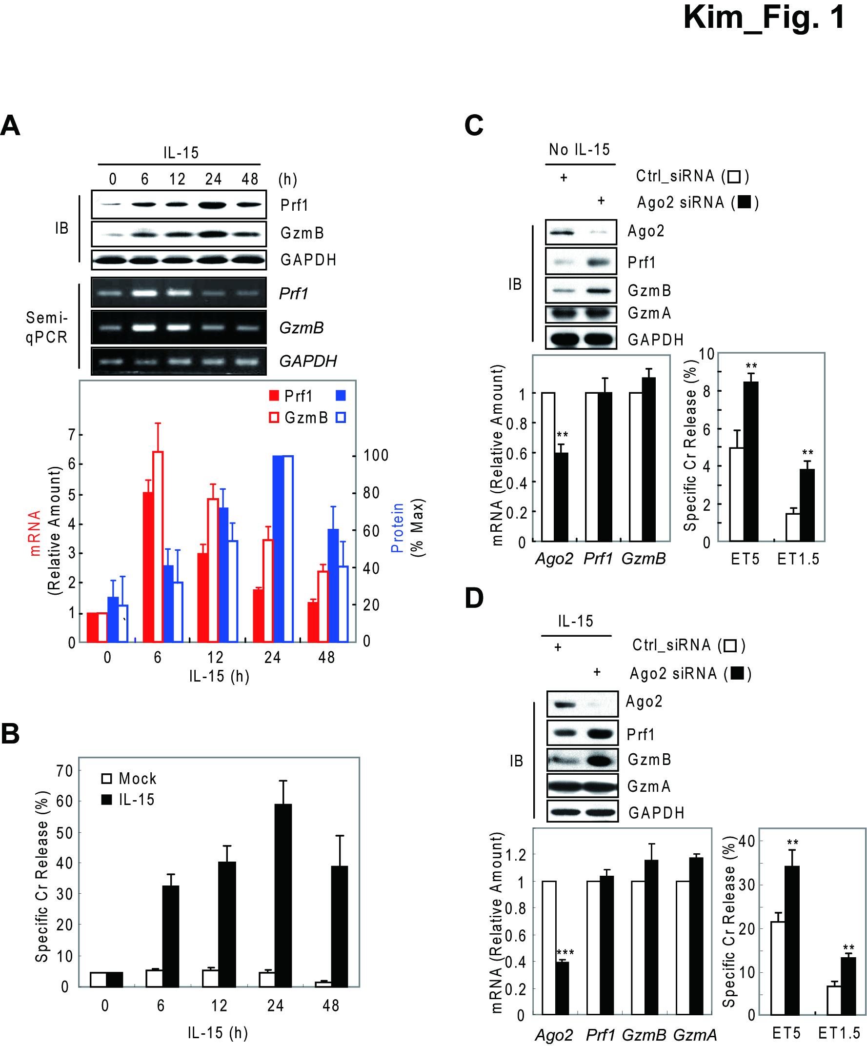 mNK 세포에서 IL-15에 의해 조절되는 Prf1 및 GzmB의 단백질과 mRNA의 발현 양상을 통한 MicroRNA의 관여