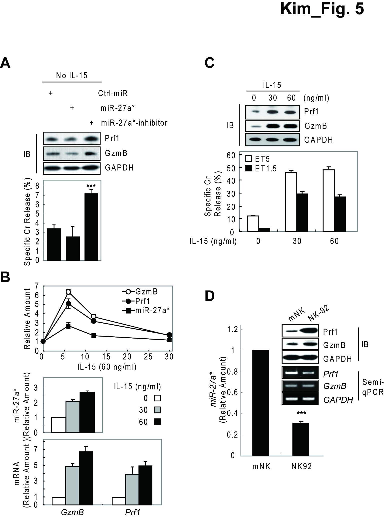 IL-15에 의해 유도된 miR-27a*의 발현과 NK 세포 활성화 정도차이 확인