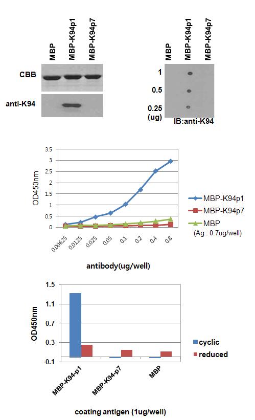 MBP-K94p1의 에피토프 활성 확인