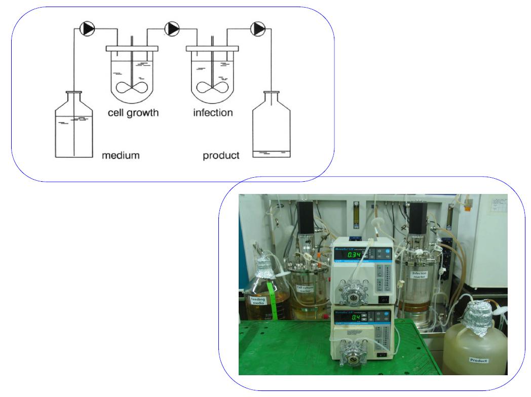 연속식 수의백신생산 개략도 및 실험실규모의 생산공정사진