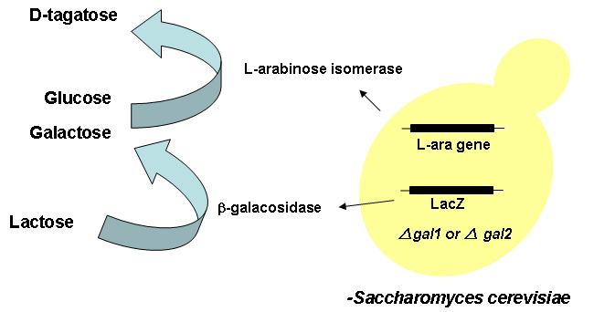 재조합 효모를 이용한 lactose로부터 D-tagatose 생산