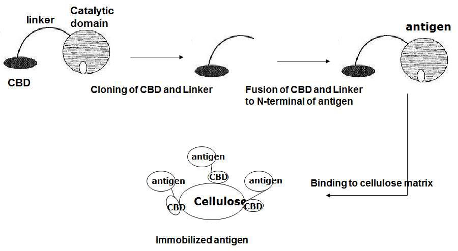돈단독질병예방을 위한 항원단백질의 셀룰로우즈 담체에 고정화