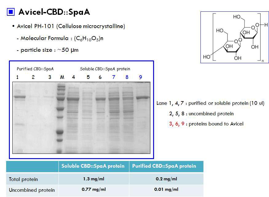 셀룰로우즈 담체 Avicel에 항원단백질 고정화결과