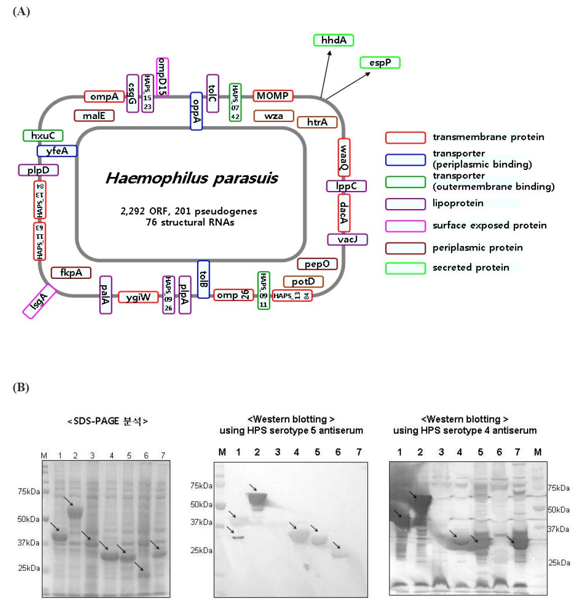 Genome-base approach를 통한 돼지의 글래써씨질병예방을 위한 신규항원스크리닝.